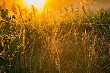 Bir çim tarlasında gün doğumu.