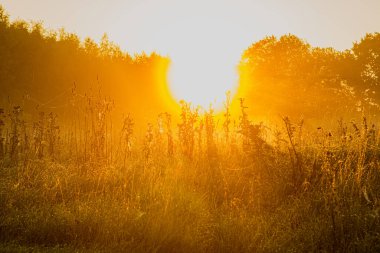 Bir çim tarlasında gün doğumu.