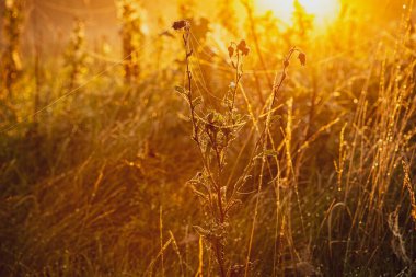 Gün doğumunda örümcek ağıyla kaplanmış bir çiçek..