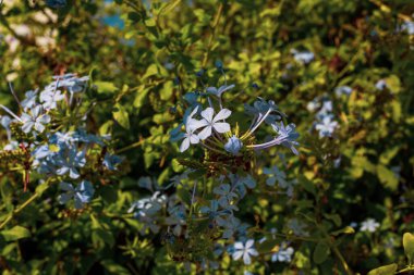 Blue flowers on green bush clipart