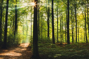 Efsanevi bir duyguyla güzel bir sonbahar ormanı.