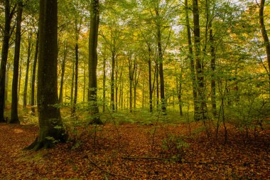 Efsanevi bir duyguyla güzel bir sonbahar ormanı.