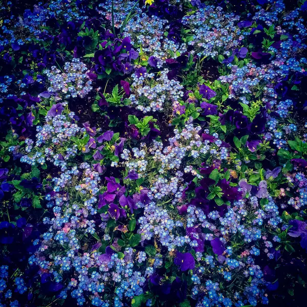 İsveç, Malmö 'deki parkta mavi çiçek tarhı