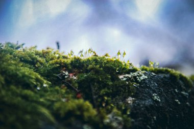 Yakından yosunlu taş.