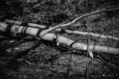 Siyah ve beyaz ağaç gövdesi