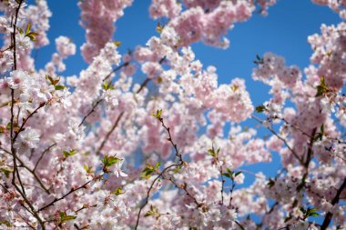 Bispebjerg mezarlığında çiçek açan kiraz ağaçları, Kopenhag, Danimarka