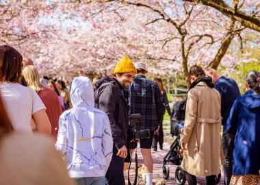 Danimarka 'nın Kopenhag kentindeki Bispegjerg mezarlığındaki kiraz ağacını ziyaret eden insanlar.