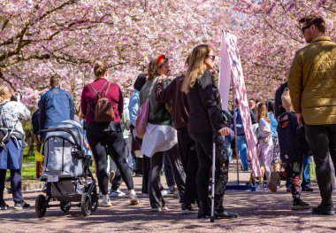 Danimarka 'nın Kopenhag kentindeki Bispegjerg mezarlığındaki kiraz ağacını ziyaret eden insanlar.