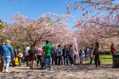 Danimarka 'nın Kopenhag kentindeki Bispegjerg mezarlığındaki kiraz ağacını ziyaret eden insanlar.