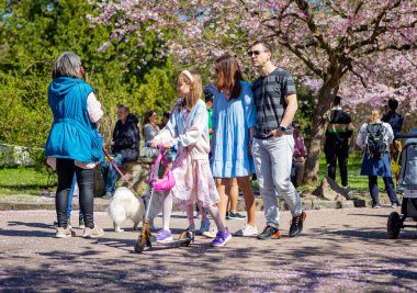 Danimarka 'nın Kopenhag kentindeki Bispegjerg mezarlığındaki kiraz ağacını ziyaret eden insanlar.