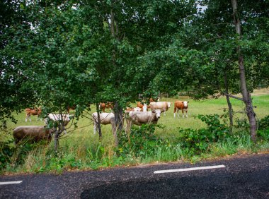 İsveç, Hassleholm 'de yaz otlaklarında inekler yola yakın.
