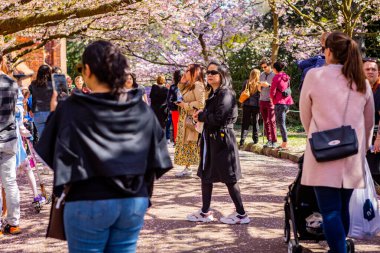 Danimarka 'nın Kopenhag kentindeki Bispegjerg mezarlığındaki kiraz ağacını ziyaret eden insanlar.