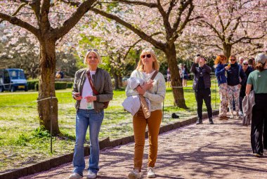 Danimarka 'nın Kopenhag kentindeki Bispegjerg mezarlığındaki kiraz ağacını ziyaret eden insanlar.