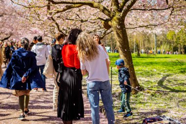 Danimarka 'nın Kopenhag kentindeki Bispegjerg mezarlığındaki kiraz ağacını ziyaret eden insanlar.