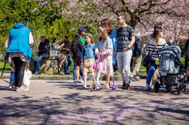 Danimarka 'nın Kopenhag kentindeki Bispegjerg mezarlığındaki kiraz ağacını ziyaret eden insanlar.