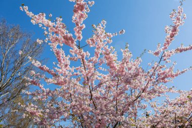 Bispebjerg mezarlığında çiçek açan kiraz ağaçları, Kopenhag, Danimarka