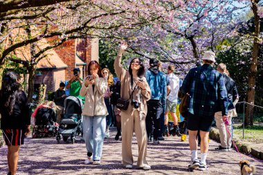 Danimarka 'nın Kopenhag kentindeki Bispegjerg mezarlığındaki kiraz ağacını ziyaret eden insanlar.