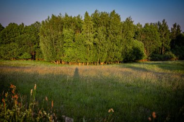 Yaz otlağında bir ağaç kümesi.