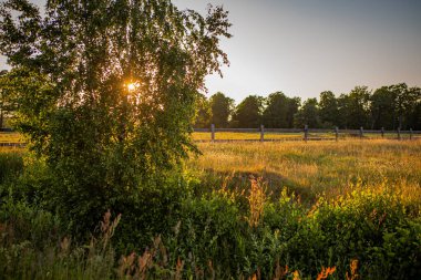 Yaz otlağında akşam güneşi.