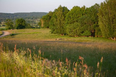 İsveç, Hassleholm dışındaki Hovdalas yamaçlarında bir yaz bahçesinde koyunlar.