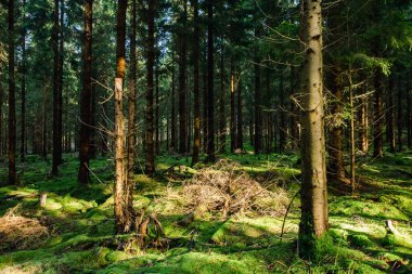 İsveç, Hassleholm 'de orman manzarasında güneş parlıyor.