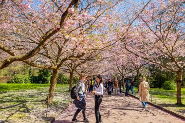 Danimarka 'nın Kopenhag kentindeki Bispegjerg mezarlığındaki kiraz ağacını ziyaret eden insanlar.