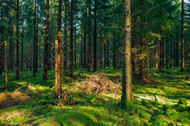 İsveç, Hassleholm 'de orman manzarasında güneş parlıyor.