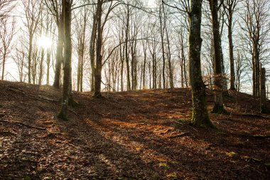 İsveç, Hassleholm 'de orman manzarasında güneş parlıyor.
