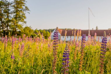 İsveç Hassleholm dışındaki Hovdala Kalesi 'nin önünde mor lupinler yetişiyor.