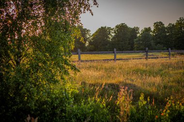 Yaz otlağında akşam güneşi.