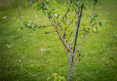 Bahçedeki bir armut ağacı.