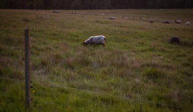 Günbatımında koyunlar Hassleholm, İsveç 'te Hovdala Hills' de
