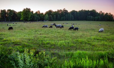 Hovdala tepelerindeki bir çayır manzarası.