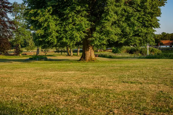 Yaz güneşinde yaşlı bir ağaç.