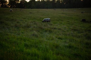 Günbatımında koyunlar Hassleholm, İsveç 'te Hovdala Hills' de