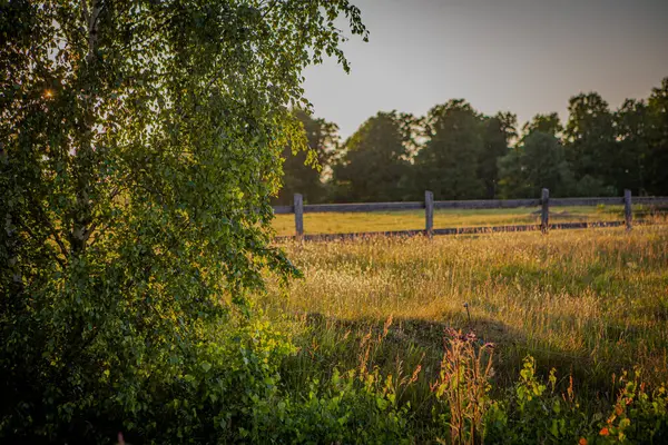 Yaz otlağında akşam güneşi.