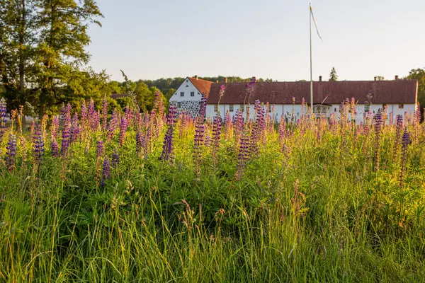 İsveç Hassleholm dışındaki Hovdala Kalesi 'nin önünde mor lupinler yetişiyor.