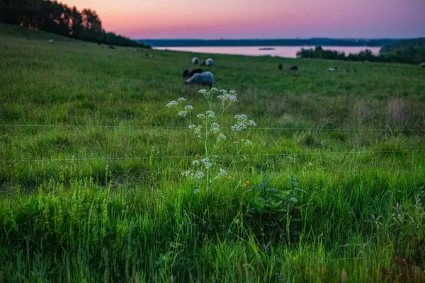 Finjasjon Gölü üzerinde gün batımı Hovdala Hills, Hassleholm, İsveç 'te görüldü.
