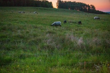 Hassleholm dışındaki Hovdala tepelerindeki çakıl yolu manzarası