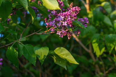 Çiçek açmış mor leylaklar.