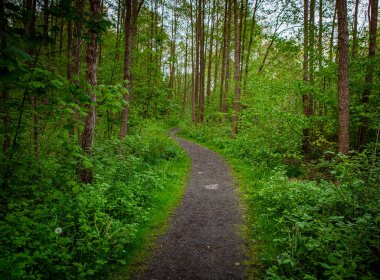Güney İsveç 'te sihirli yeşil yaz ormanı