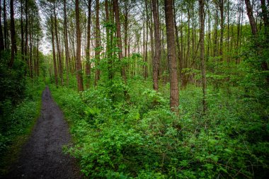 Güney İsveç 'te sihirli yeşil yaz ormanı