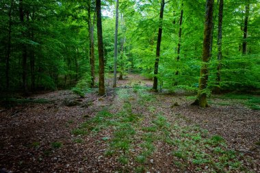 Güney İsveç 'te sihirli yeşil yaz ormanı