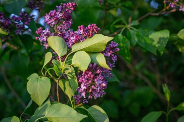 Çiçek açmış mor leylaklar.