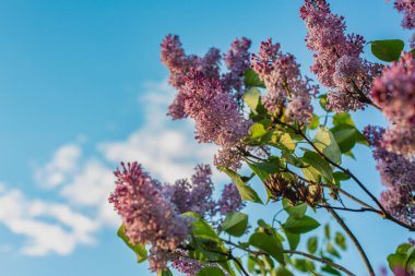 Çiçek açmış mor leylaklar.