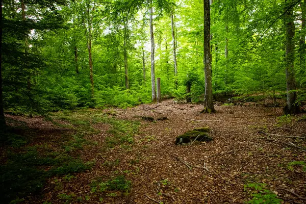 Güney İsveç 'te sihirli yeşil yaz ormanı