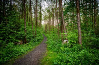 Güney İsveç 'te sihirli yeşil yaz ormanı