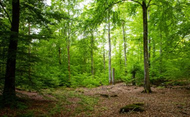Güney İsveç 'te sihirli yeşil yaz ormanı