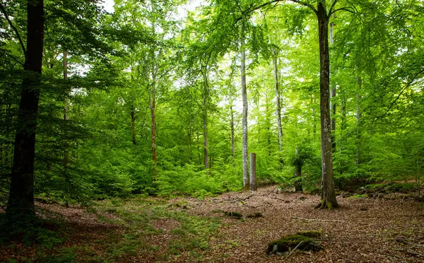 Güney İsveç 'te sihirli yeşil yaz ormanı