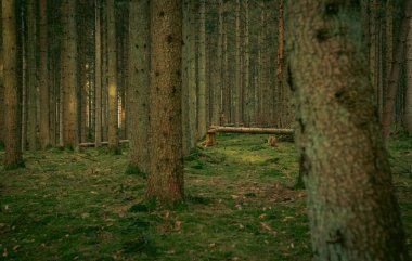 Devrilmiş ağaçlı yeşil orman